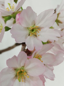 満開の啓翁桜